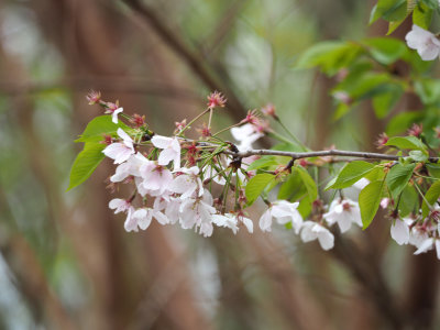 At the time of the cherry blossoms in our backyard