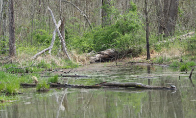 Turtles out in early Spring