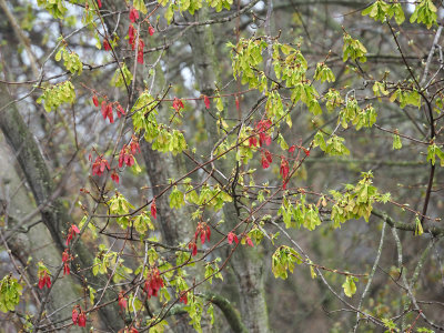 Spring growth on two maple trees