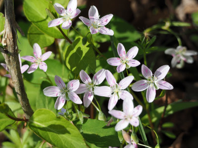 Spring Beauty flowers facing the sun
