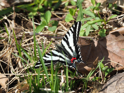 A zebra swallowtail