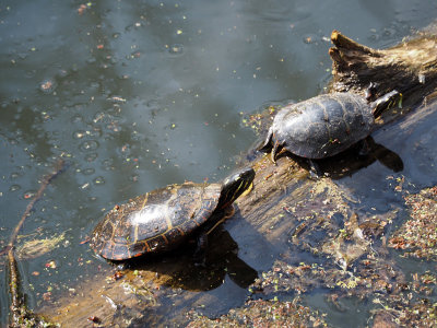 Turtles