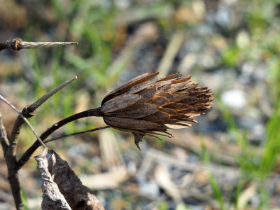 A natural design beside the trail