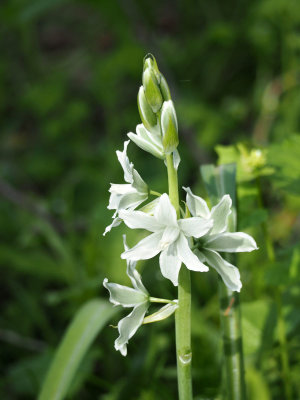 Nodding Star of Bethlehem