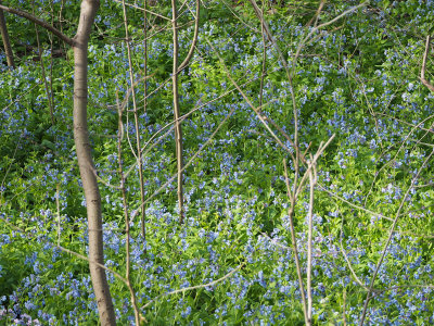 Field of bluebells by the trail
