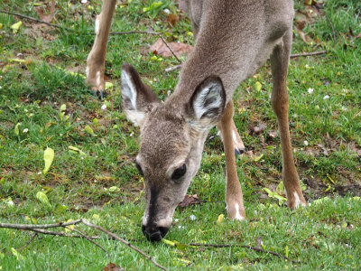 The deer in the backyard