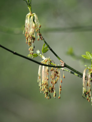 Spring growth