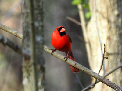 The cardinal