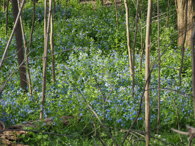Field of bluebells by the trail