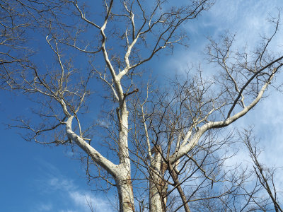 The sycamore tree