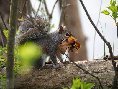 April 12th - The squirrel