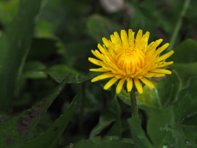 Dandelion flower along the trail