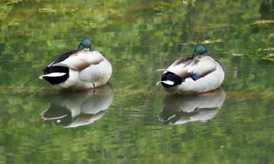 Two mallards resting