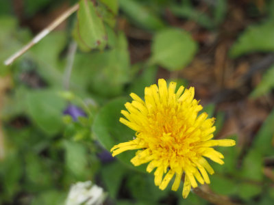 Dandelion by the trail
