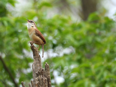 The musical wren