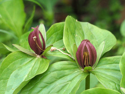 Trillium flowers