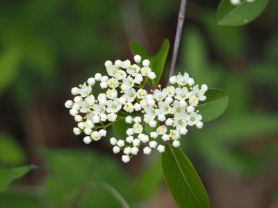 Strange flowers
