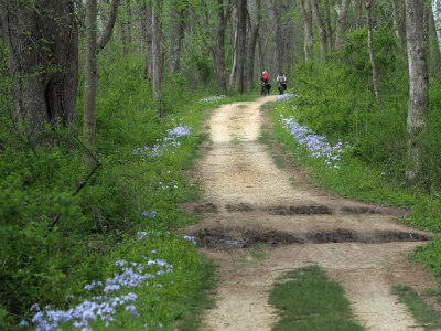 Phlox and bike riders
