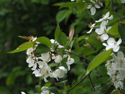 Flowers along the trail