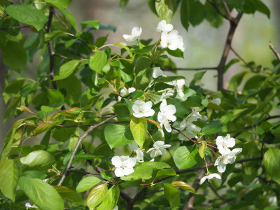 Dogwood