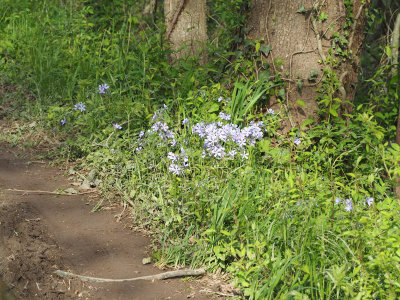 Phlox beside the trail