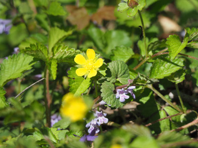Unidentified flower with gill-over-the-ground