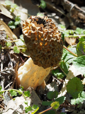 A strange looking mushroom by the trail