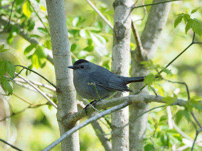 Bird next to the trail