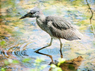 A juvenile bird in the canal bed