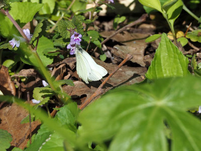 A butterfly on a flower