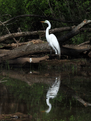 The Great Egret