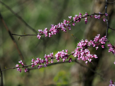 Redbud beside the trail