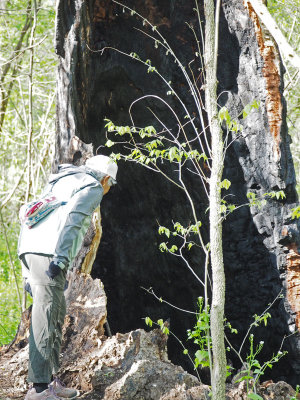 Hollow trunk
