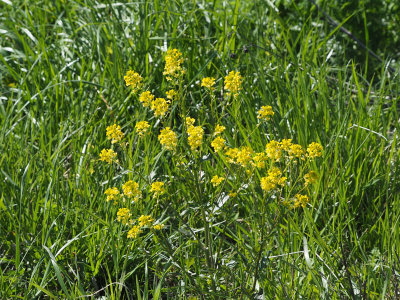 Goldenrods by the trail