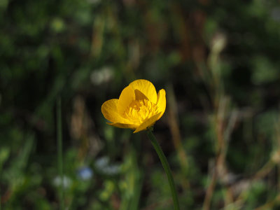 A buttercup (I believe)
