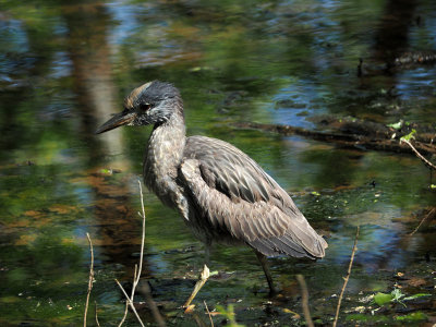 A juvenile bird in the canal bed