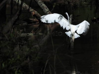 Egret takes off from the canal bed