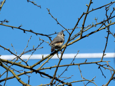 Tufted Titmouse on a tree over the trail