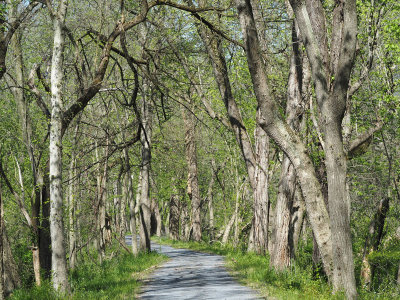 The trail - Spring!