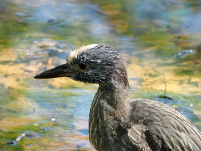A juvenile bird in the canal bed