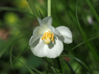 A mayapple flower