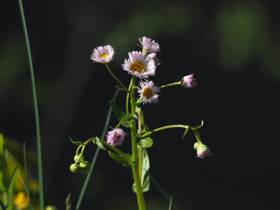 Fleabane flowers