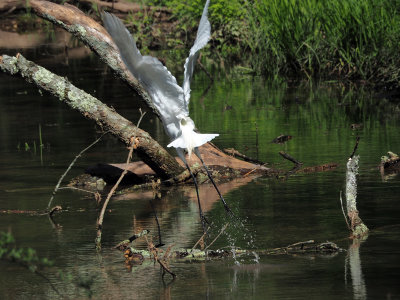 Egret takes off from the canal bed