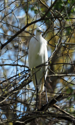 A head-on view of the Great Egret