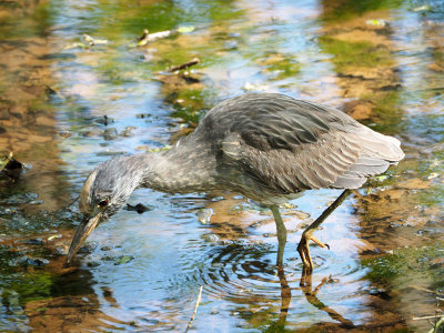 A juvenile bird in the canal bed