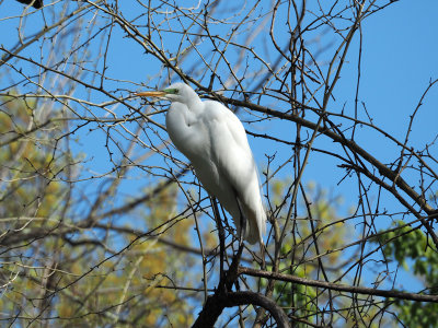 The Great Egret on the tree