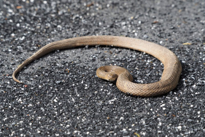 Unidentified snake on the trail