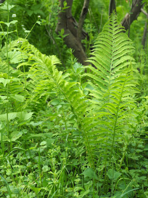 An area of ferns by the trail