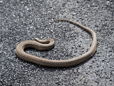 Unidentified snake on the trail