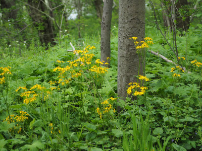 Wild flowers by the trail